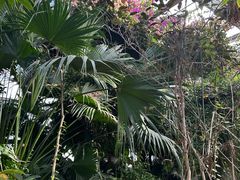 -呀路古热带植物园