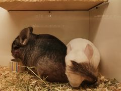 -龙猫仔乐园(惠福东路店)