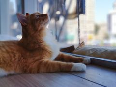 -藏猫猫咖啡主题馆(中央大道店)