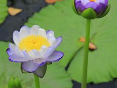 -国家植物园