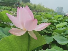 -莲花池公园
