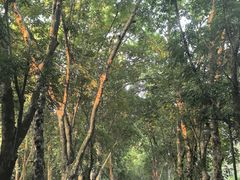 -华南国家植物园-售票处