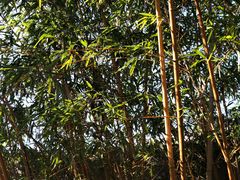 -白塘生态植物园