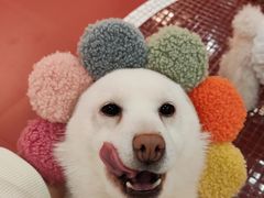 -和它·交个朋友·狗咖猫咖(爱琴海店)