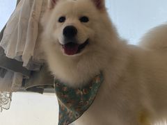 -共舞时光猫咖·狗咖(新街口店)