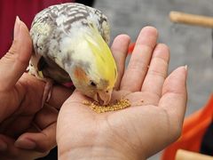-哈尔滨道外花鸟鱼市场