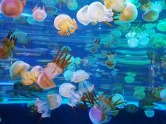 -左海海底世界