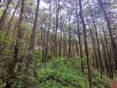 -铁山坪森林公园