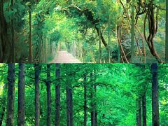 -合肥滨湖国家森林公园