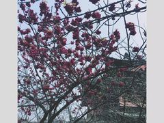 -西安青龙寺遗址景区