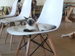 猫咖时代-猫咖时代(中山亭店)