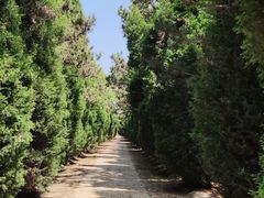 -日照海滨国家森林公园
