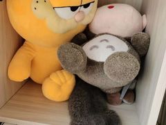 -糯米喵星人总部直营旗舰店·猫舍·幼猫出售