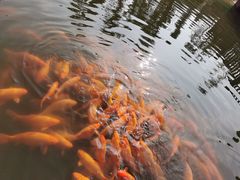 -枫香湖儿童公园