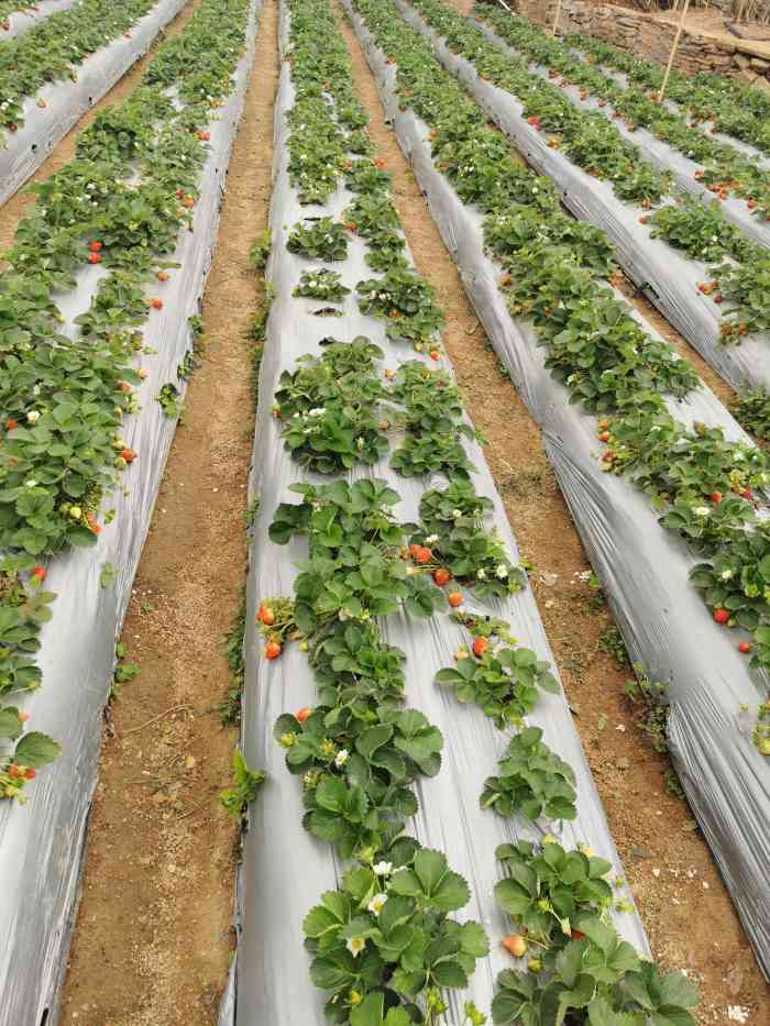 西丽白芒草莓园-"周末去的,这个草莓园在白芒村口有标示,现.