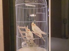 -上海崇明金茂凯悦酒店