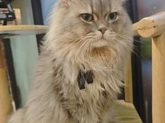 -豆逗聊愈猫阁Easy Life