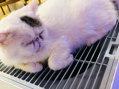 -平行世界·猫咖(首经贸店)