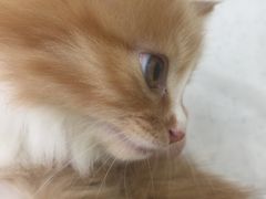 -美联众合动物医院·24h京西诊疗中心