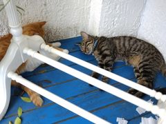 景观位-Sirena海妖日咖夜酒