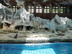 -帝企鹅自助餐厅•儿童岛•真企鹅(长隆企鹅酒店)