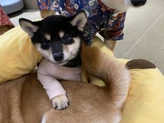 -逗柴咖啡屋·狗咖猫咖宠物桌游