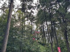 -铁山坪森林公园