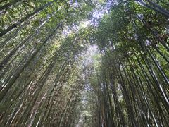 -鲁山国家森林公园