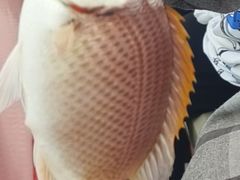 -小猫钓鱼海钓俱乐部(椰梦长廊店)