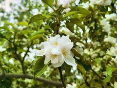 -海棠花溪(元大都城垣遗址公园)