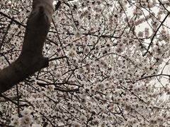 -桃花堤公园
