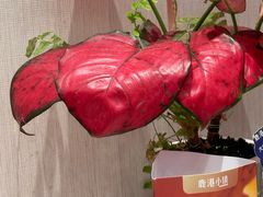 -鹿港小镇(黄金店)