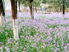 -泰州凤城河风景区-泰山公园