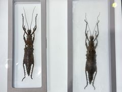 -上海昆虫博物馆