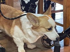 -都江堰石锅鱼