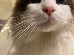 -猫大福·Fortune Cat猫舍(百子湾店)