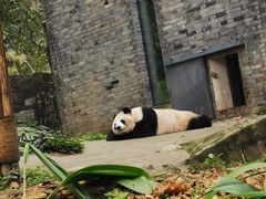 -都江堰中华大熊猫苑