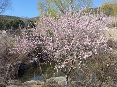 -北京西山国家森林公园