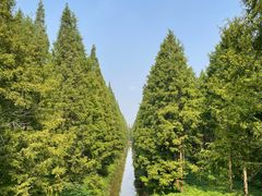 -黄海国家森林公园