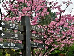 -南山植物园