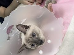 -北京观赏动物医院·24小时大型综合·猫专科·异宠专科