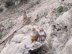 -黔灵山公园