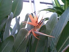 -石家庄市植物园