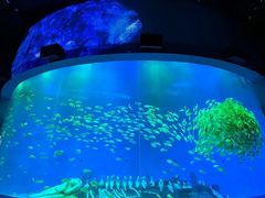 -合肥海洋世界