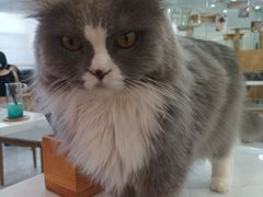 -喵园·猫主题咖啡厅·撸猫·猫咖(国贸店)