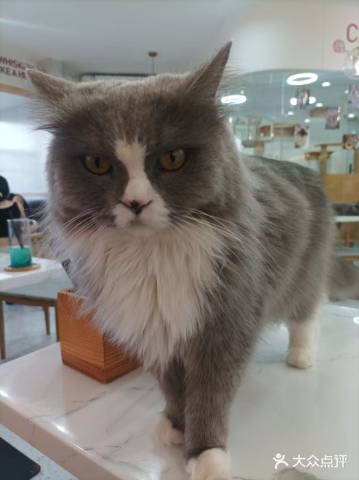 喵园·猫主题咖啡厅·撸猫·猫咖(国贸店)图片