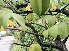 -云溪植物园
