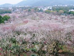-香雪海