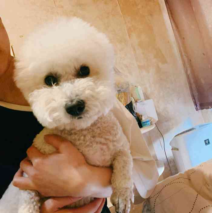 卡诺宠物·精致洗护美容-"【项目】洗澡大众上面找的这家 离家很近.