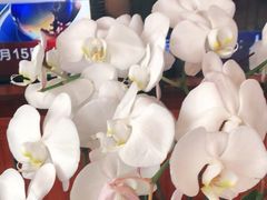 -索菲特酒店·乐轩华中餐厅